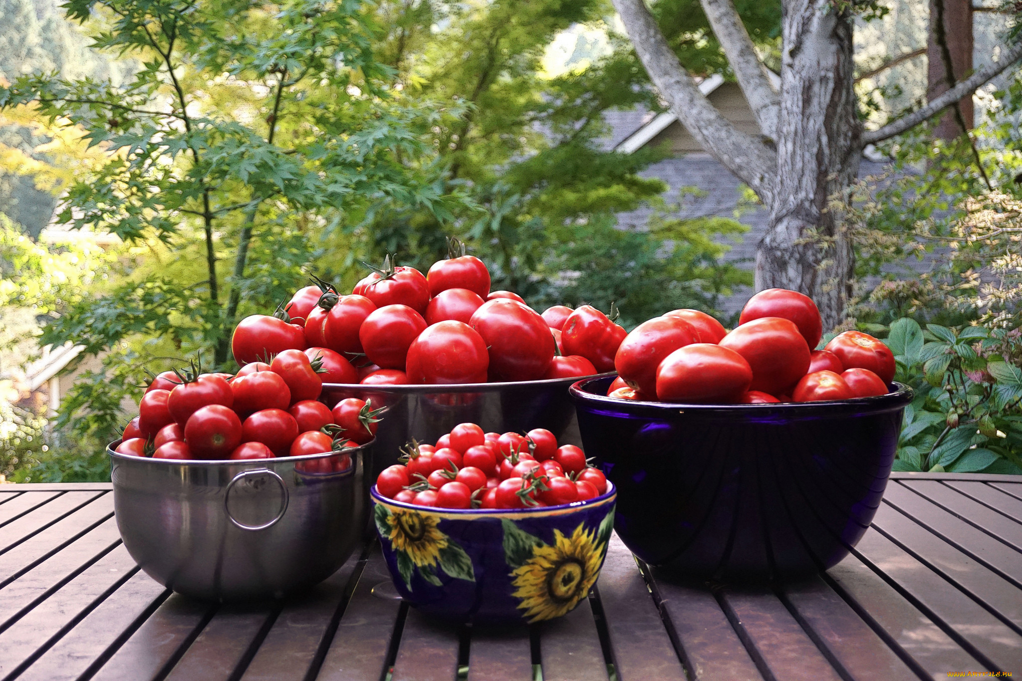Урожай томатов в скандинавском стиле